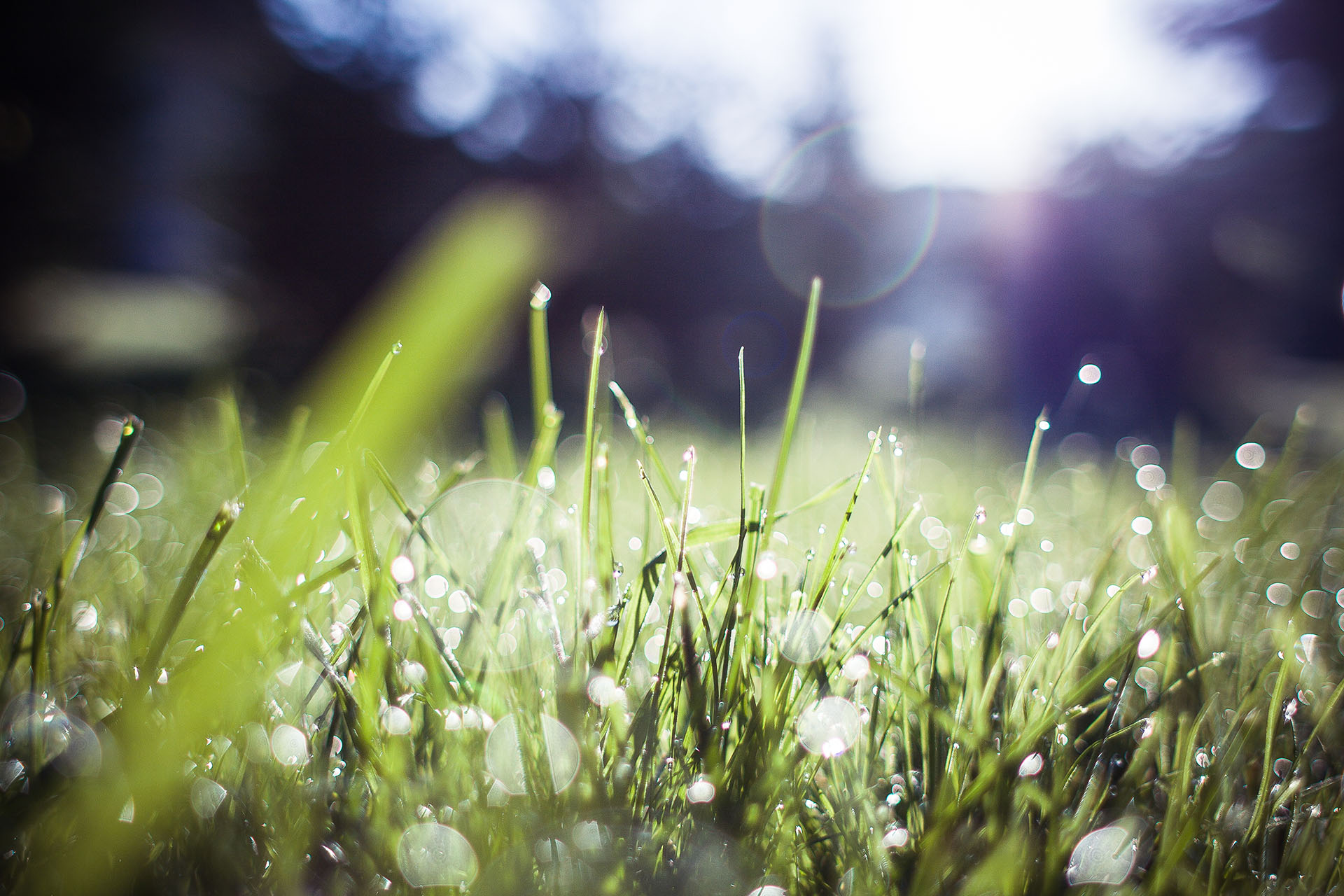 Grass - background image